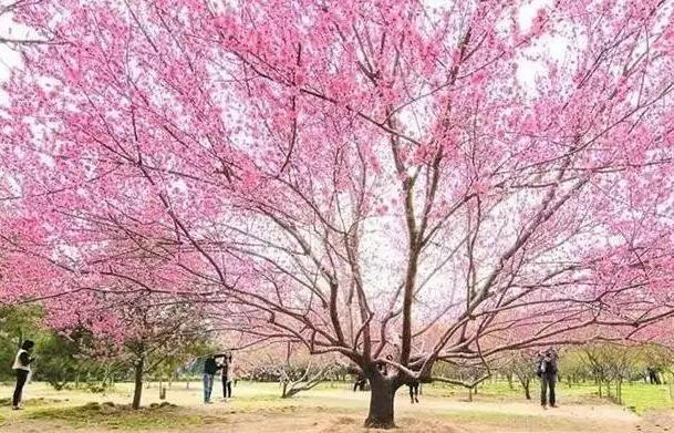郑州大学自考|2022下半年 | 各专业毕业论文题目